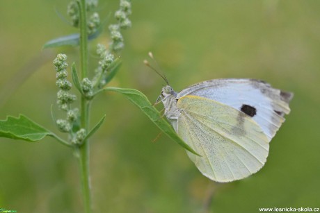 Do přírody za motýly - Foto Marie Vykydalová 0821 (11)