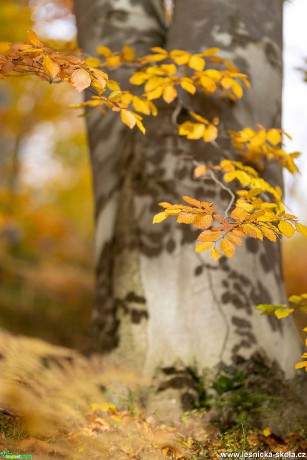 V podzimním lese - Foto Jana Vondráčková 1021 (1)