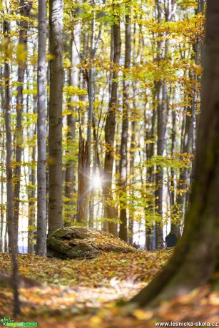 V podzimním lese - Foto Jana Vondráčková 1021