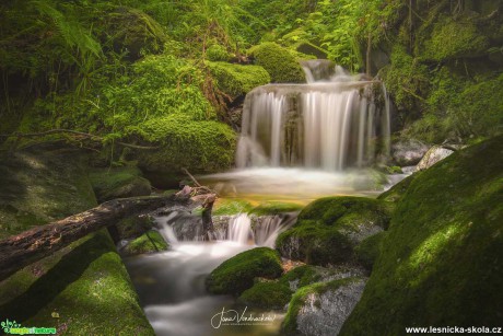 V lesním tichu - Foto Jana Vondráčková 1021