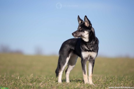 Půlroční husky-borderkolie - Foto Jiří Křivánek 0222  (4)