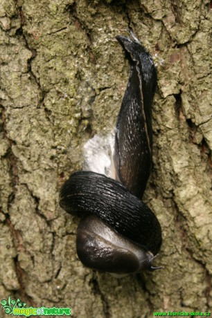 Plzák lesní - Arion rufus - Foto Gerd Ritschel (2)