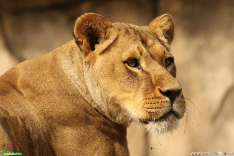 Lev africký - Panthera leo - Foto Irena Wenischová 0222
