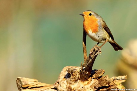 Červenka obecná - Erithacus rubecula - Foto Pavel Balazka 1221