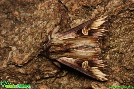 Blýskavka půvabná - Actinotia polyodon - Foto Gerd Ritschel