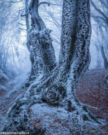 Magnetický strom - Foto Filip Holič 0222