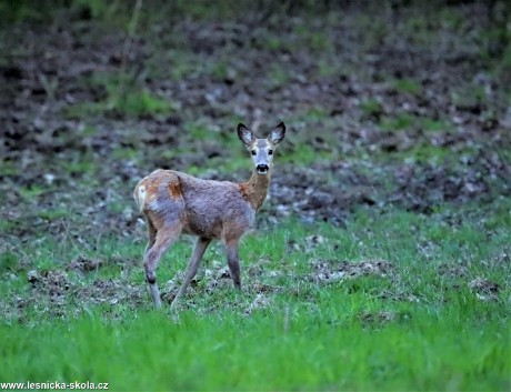 Setkání se srnčí zvěří - Foto Marek Zimka 0222 (1)