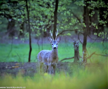 Setkání se srnčí zvěří - Foto Marek Zimka 0222 (3)