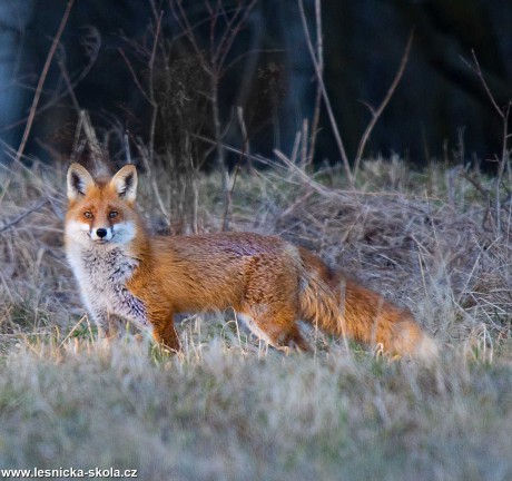 Liška obecná - Vulpes vulpes - Foto Zbyněk Tomek 0222