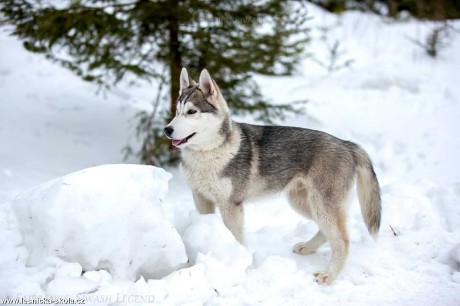 Severští princové na sněhu - Foto Jiří Křivánek 0322 (1)