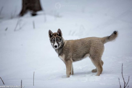 Severští princové na sněhu - Foto Jiří Křivánek 0322 (3)