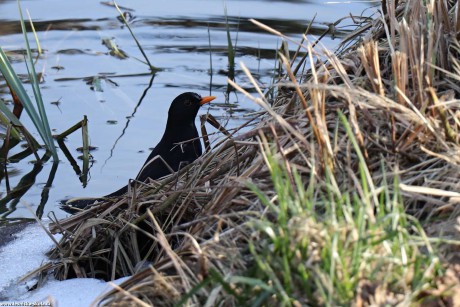 Kos černý - Turdus merula - Foto Rasťo Salčík 0222