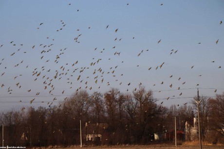 Stehlík obecný - Carduelis carduelis - Foto Rasťo Salčík 0322 (1)