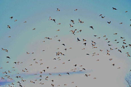 Stehlík obecný - Carduelis carduelis - Foto Rasťo Salčík 0322