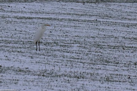 Volavka bílá - Foto Rasťo Salčík 0222 (3)