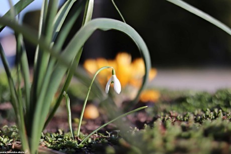 Sněženka podsněžník - Foto Rasťo Salčík 0322