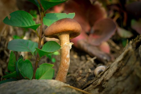 Pohled do houbového světa - Foto Jan Hlinka 0222
