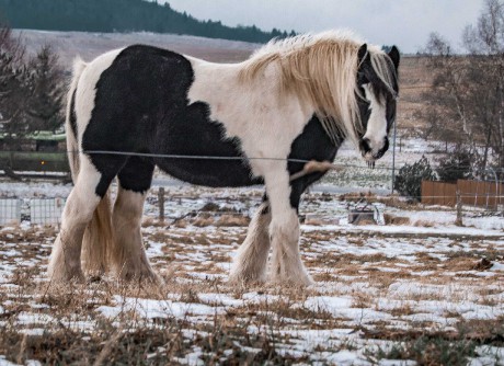 Krušnohorský kůň - Foto Jan Hlinka 0222
