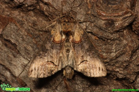 Kovolesklec černočárný -Abrostola triplasia  - Foto Gerd Ritschel