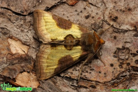 Kovolesklec šedivkový - Diachrysia chrysitis - Foto Gerd Ritschel