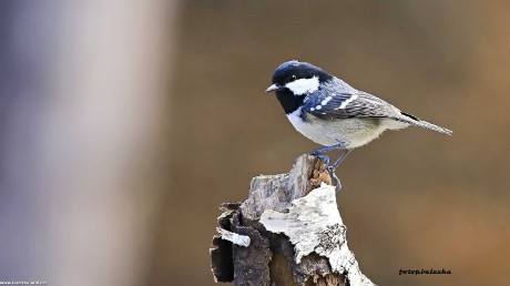 Sýkora uhelníček - Parus ater - Foto Pavel Balazka 0222