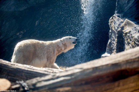 Lední medvěd - Foto Ladislav Hanousek 0322
