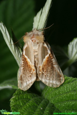 Můřice bělopásná - Habrosyne pyritoides - Foto Gerd Ritschel