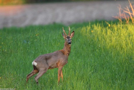 Srnec obecný - Capreolus capreolus - Foto František Novotný 0222 (1)