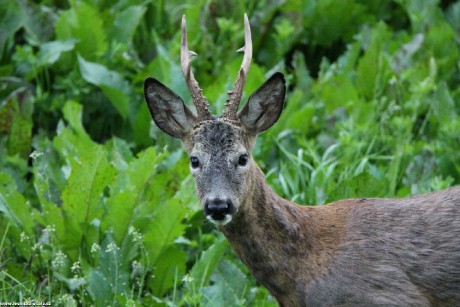 Srnec obecný - Capreolus capreolus - Foto František Novotný 0222 (2)