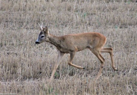 Srnec obecný - Capreolus capreolus - Foto František Novotný 0222 (3)