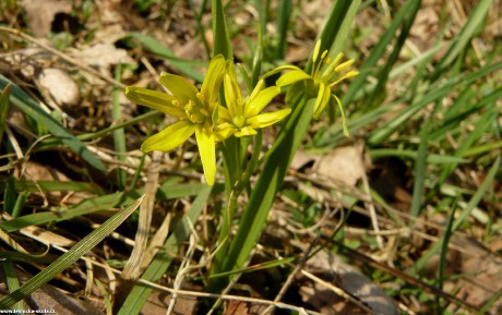 Křivatec žlutý - Gagea lutea - Foto Pavel Stančík 0222