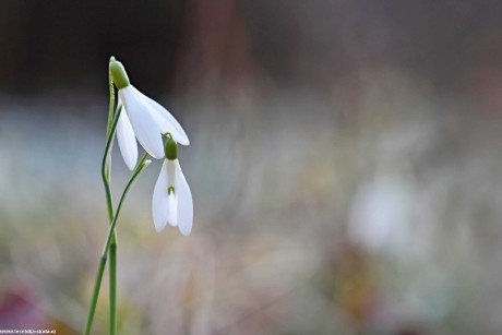 Schoulená - Sněženka podsněžník - Galanthus nivalis - Foto Marie Vykydalová 0222