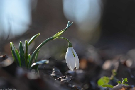 Sněženka podsněžník - Galanthus nivalis - Foto Marie Vykydalová 0222 (1)