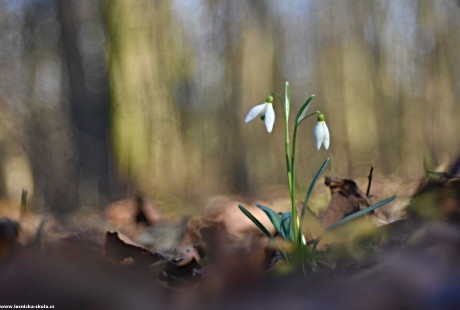 Sněženka podsněžník - Galanthus nivalis - Foto Marie Vykydalová 0222