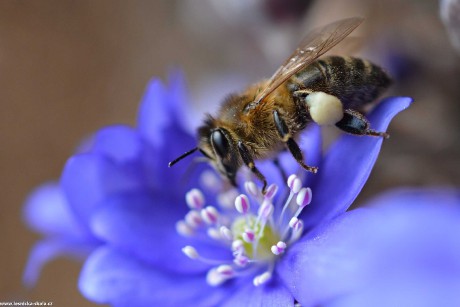 Včela medonosná - Apis mellifera - Foto Marie Vykydalová 0222