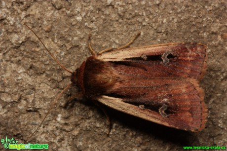 Osenice čekanková -  Ochropleura plecta - Foto Gerd Ritschel