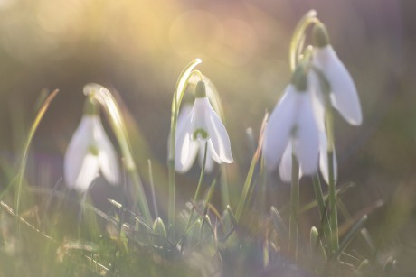 Sněženka podsněžník - Galanthus nivalis - Foto Michaela Knoppová 0222