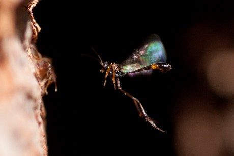 Kutilka písečná - Ammophila sabulosa - Foto Michaela Knoppová 0222