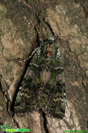 Osenice hajní - Anaplectoides prasina - Foto Gerd Ritschel