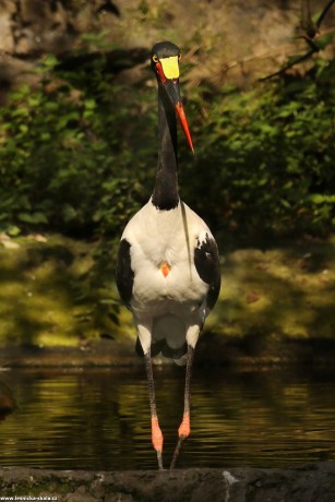 Čáp sedlatý - Ephippiorhynchus senegalensis - Foto Irena Wenischová 0322