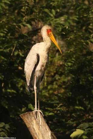 Nesyt africký - Mycteria ibis - Foto Irena Wenischová 0321