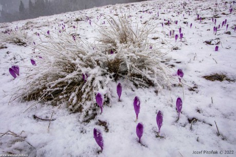 Jaro dorazilo do slovenských hor - Foto Jozef Pitoňák 0322 (9)