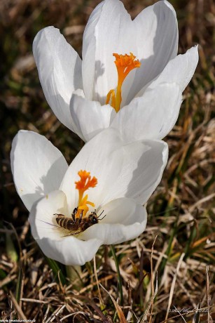Poslové jara - Foto Pavel Ulrych 0322 (1)