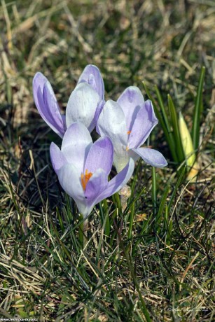 Poslové jara - Foto Pavel Ulrych 0322 (2)