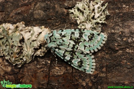 Pestroskvrnka zelenavá - Dichonia aprilina - Foto Gerd Ritschel (1)