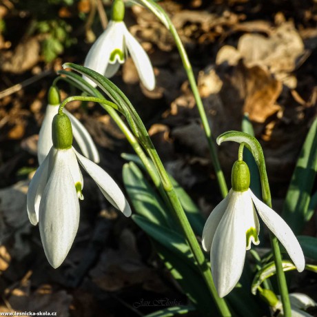 Sněženka podsněžnik - Foto Jan Hlinka 0322