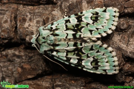 Pestroskvrnka zelenavá - Dichonia aprilina - Foto Gerd Ritschel