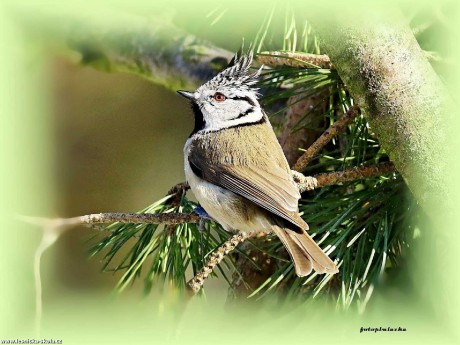 Sýkora chocholatá - Parus xanthogenys - Foto Pavel Balazka 0322