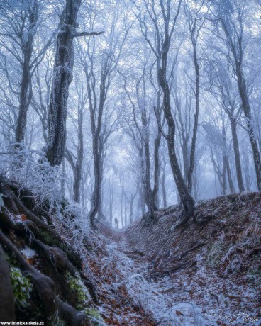 V lese všech lesů - Foto Filip Holič 0322