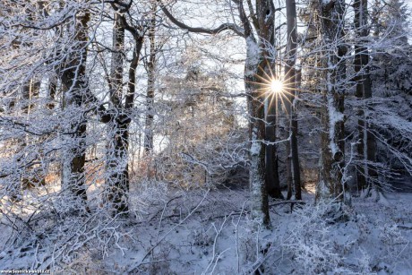V zimním lese - Foto Petr Germanič 1221